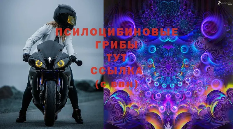 Псилоцибиновые грибы Psilocybe  Будённовск 